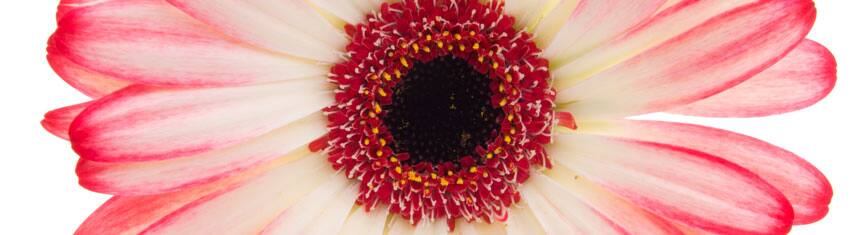 Gerberas
