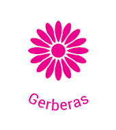 Gerberas