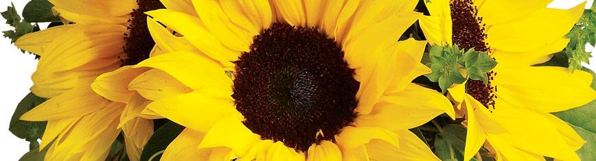 Girasoles